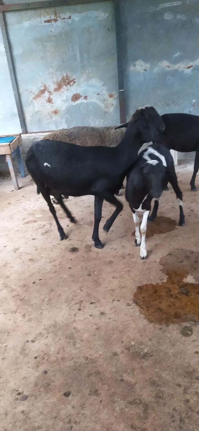 Vendo carneiros vivo 