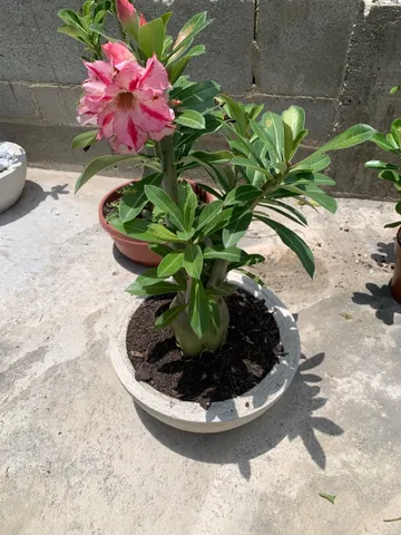 Rosa do deserto dobrada 