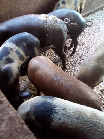 PORCO CAIPIRA