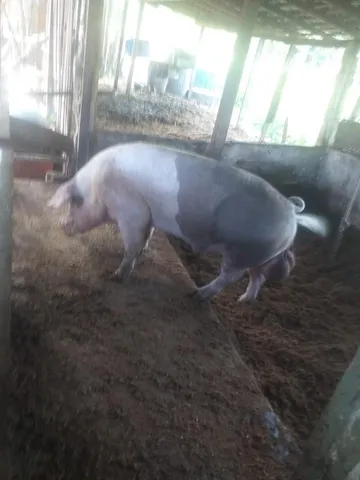 Vendo 2 porcos de raça 