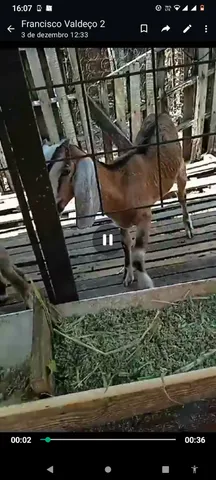 Cabrito Anglo Nubiano PC 
