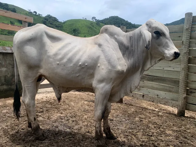 Tourinho Tabapuã PO 