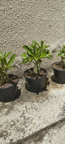 Mudas de Rosa do Deserto Arábicas 