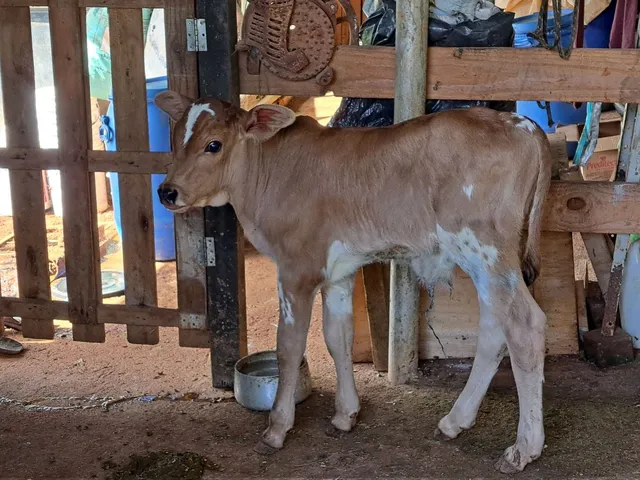 Vende-se vaca parida