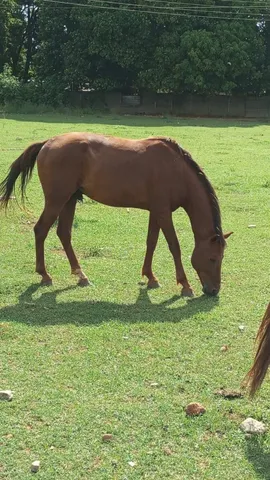 Vendo Cavalo 