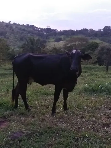Vende se vaca 