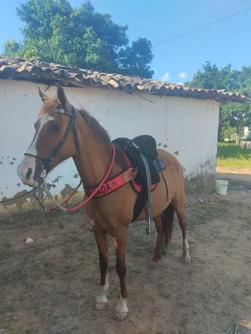 Animal- égua macha picado perfeita