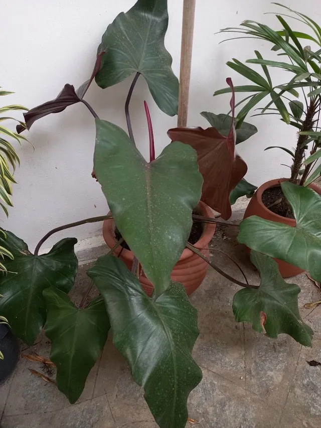 Planta Alocasia já com o jarro