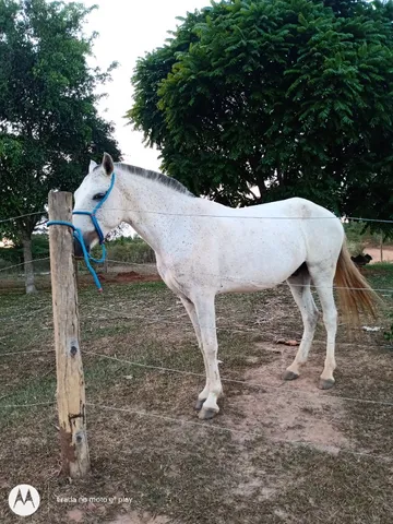 Cavalo bom de sela. 