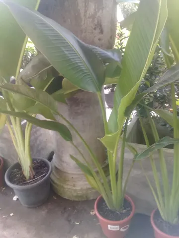 Vendo plantas