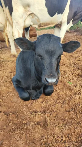 Novilhas e bezerros angus 