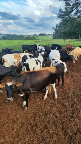 Vacas holandesas e girolando 