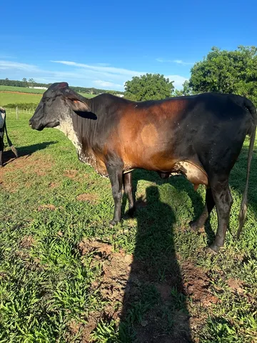 Vacas e novilhas de leite 