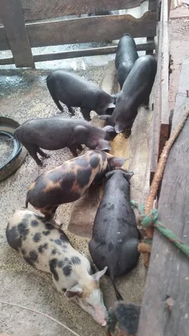 Porco caipira 