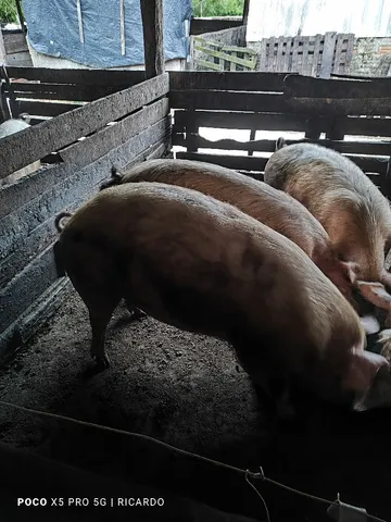 Porco 5 reais o quilo vivo