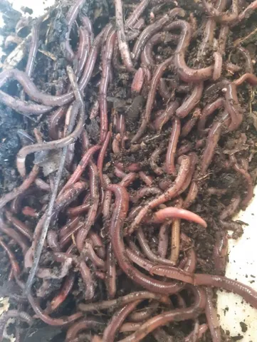 Minhocas Gigante Africana 100 UND