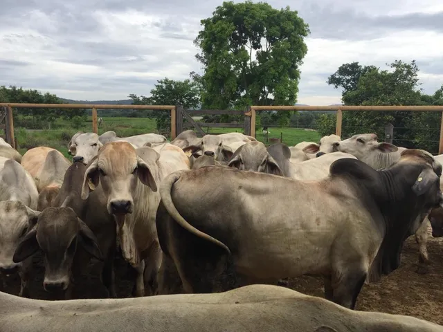 Gado Brahman