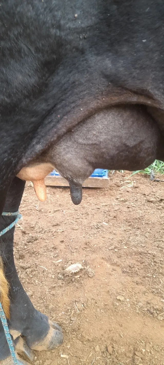Vaca de leite