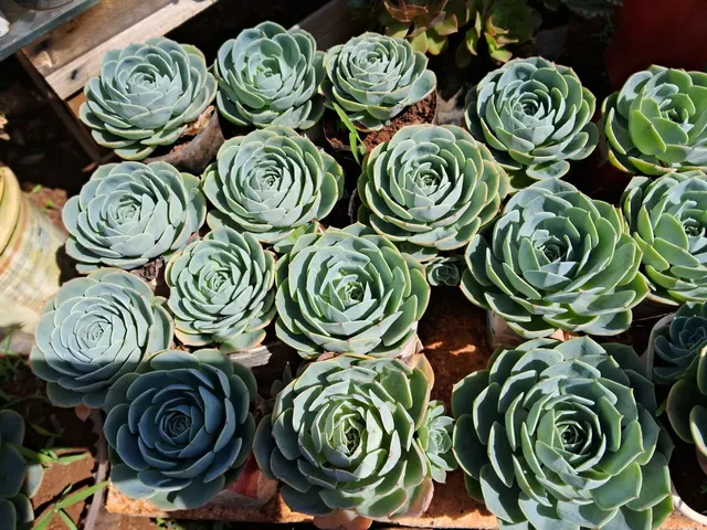 Floricultura cantinho da Anezia 