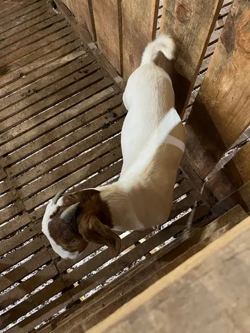 Vendo caprinos da raça Boer em Chapecó