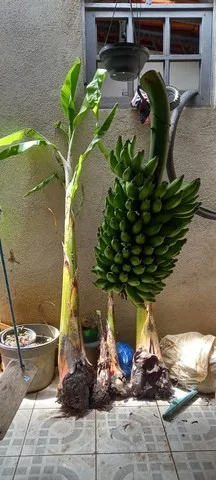 Muda banana prata - Bananeira
