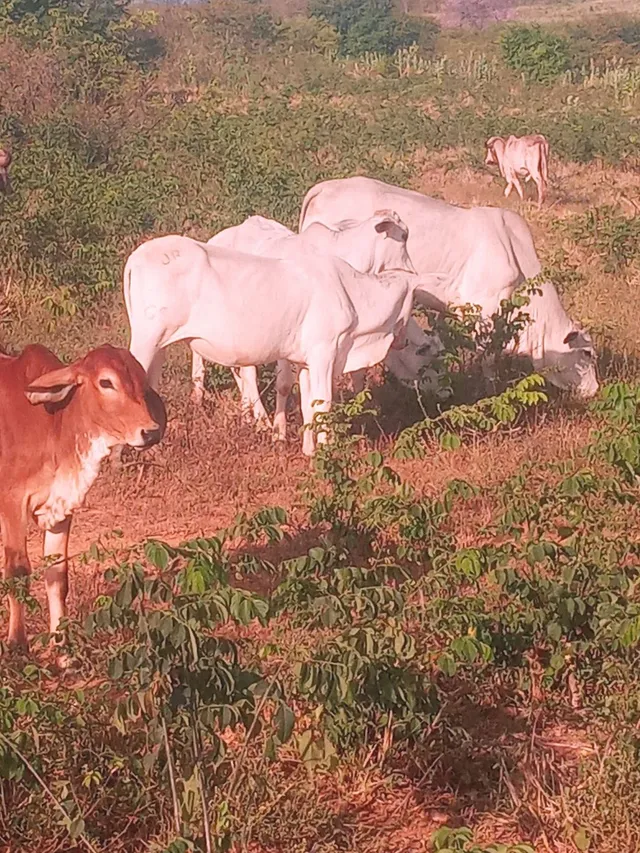  Novilhas Nelore e vacas nelore paridas
