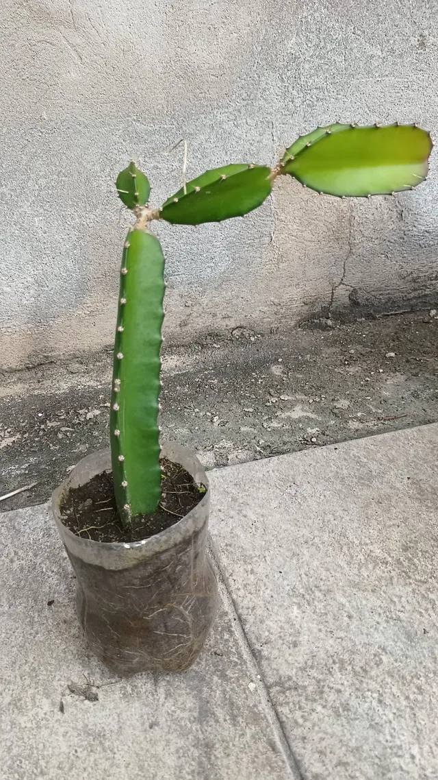 Mudas de pitaia (entrega grátis)