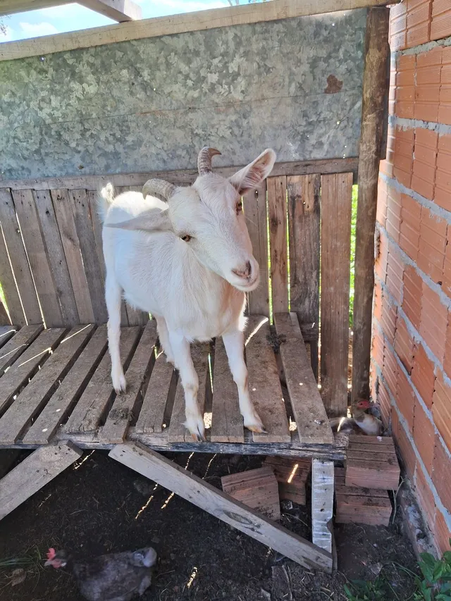 Cabras e Cabritas a venda 