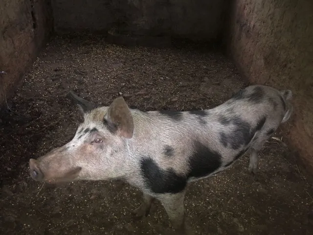 Cachaço 