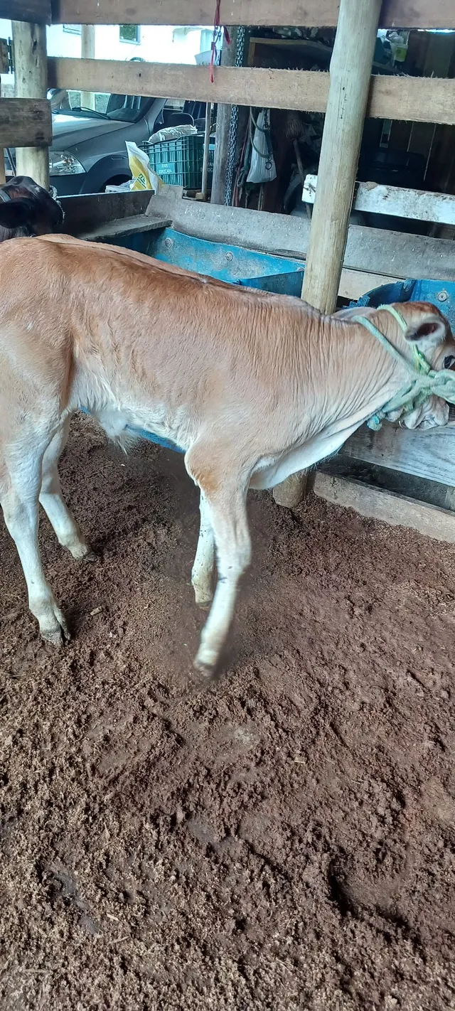 Terneiro 