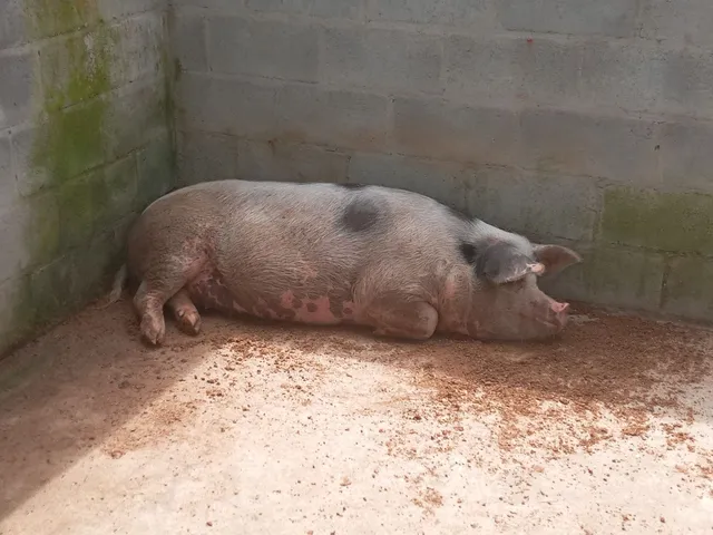Porca femea