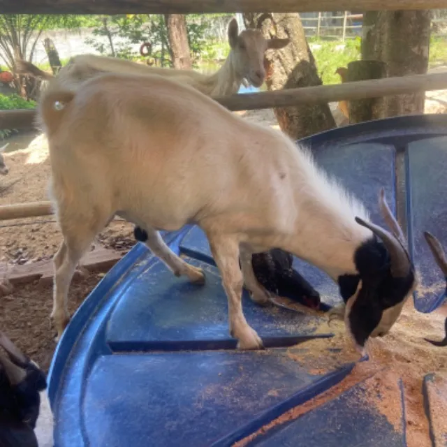 Cabras Boer, Sannen e mestiça de boer 