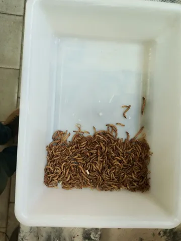 Tenébrio molitor ou gigante 