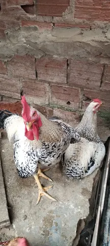 Galos
