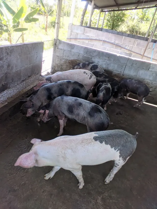 Porcos de raça 