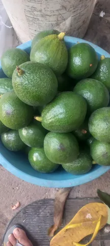 Abacate( veja descrição)