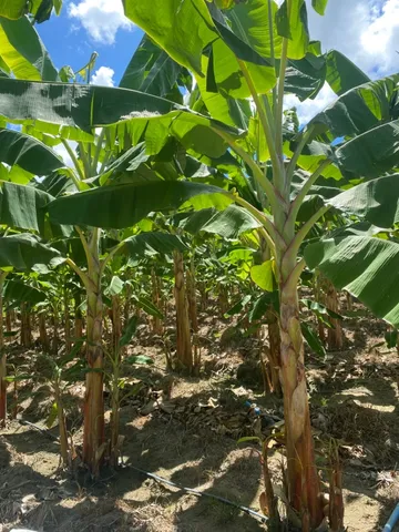 Mudas de Banana ( Terrinha )