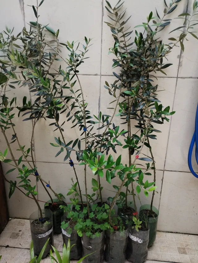 Mudas de Azeitona