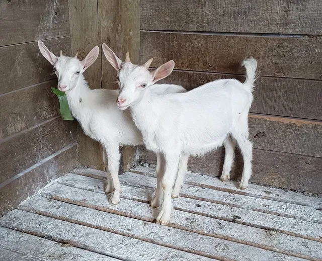 Cabritinhos 