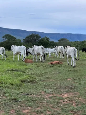 Oportunidade bezerros e garrotes