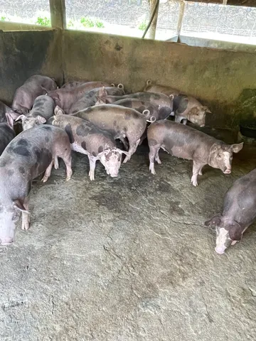 Porco caipira 