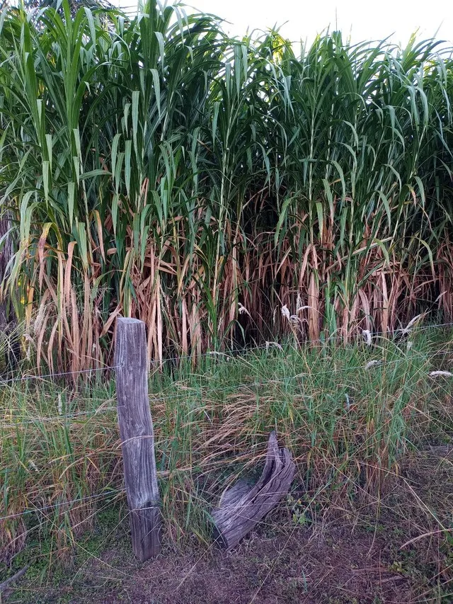 BRS capiaçu credenciando pela Embrapa