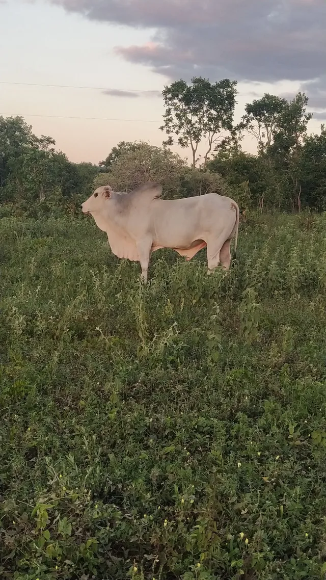 Touro nelore (oportunidade)