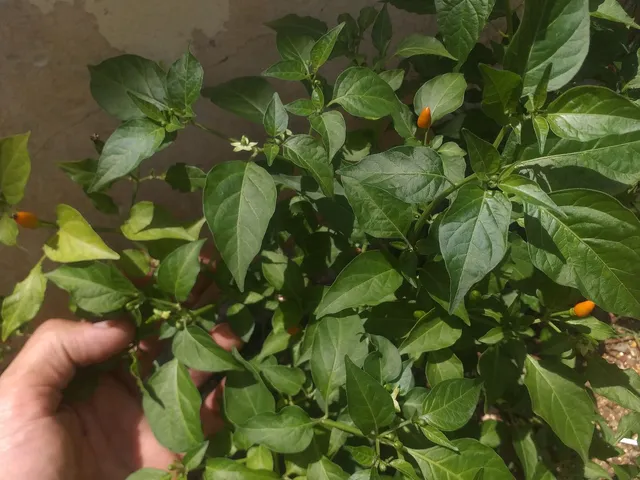 VENDO MUDAS FRUTIFERAS E OUTRAS 