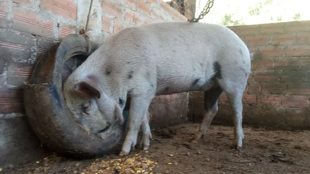 Vendo porca 