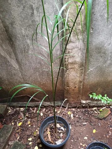 Palmeira Imperial 