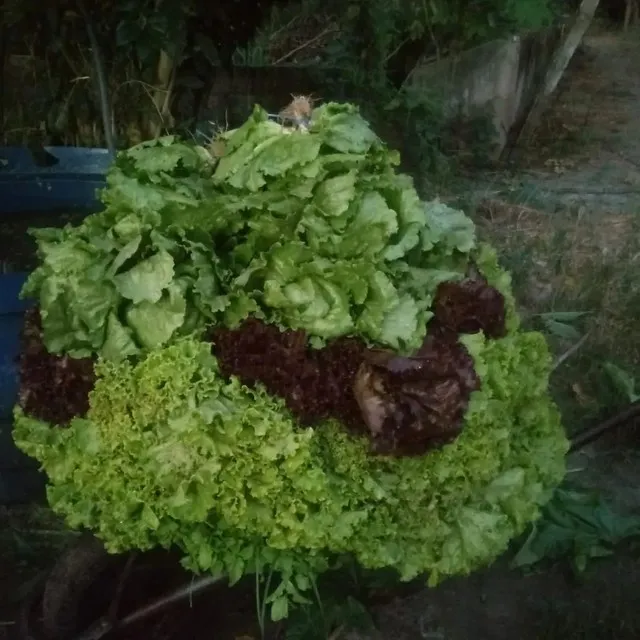 Hortaliças