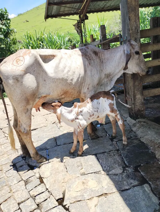 Novilhas + 1 vaca de leite