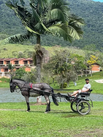 Cavalo Crioulo Mouro e Charrete 