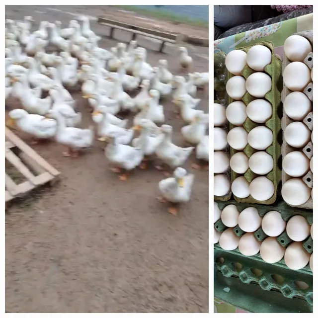 Marrecas, marrecos, patas e pato